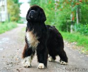 Превью фото № 231186