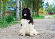 Превью фото № 231188