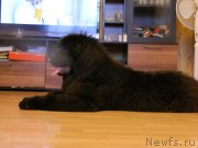 Превью фото № 231190