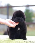 Превью фото № 231197