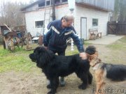 Превью фото № 231203