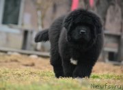 Превью фото № 231214