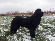 Превью фото № 231220