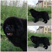 Превью фото № 231237