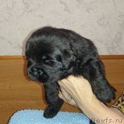 Превью фото № 231240