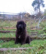 Превью фото № 231258