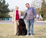 Превью фото № 231296