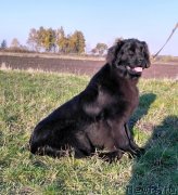 Превью фото № 231317