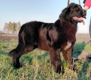 Превью фото № 231322