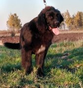 Превью фото № 231323