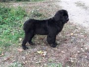 Превью фото № 231326