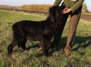 Превью фото № 231338