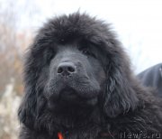 Превью фото № 231352