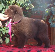 Превью фото № 231376