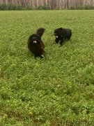 Превью фото № 231377