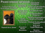 Превью фото № 231395