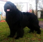 Превью фото № 231409