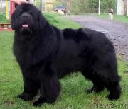 Превью фото № 231412