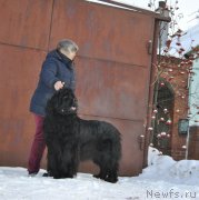 Превью фото № 231434