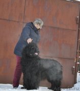 Превью фото № 231435