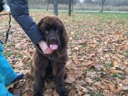 Превью фото № 231477