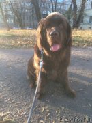 Превью фото № 231479