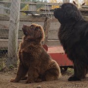 Превью фото № 231480