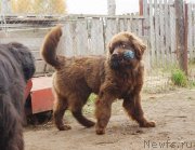 Превью фото № 231481