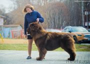 Превью фото № 231495