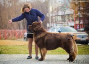 Превью фото № 231497