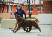 Превью фото № 231499