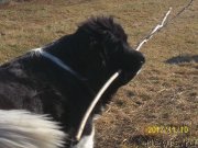 Превью фото № 231502