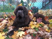 Превью фото № 231543