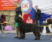 Превью фото № 231564