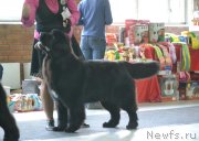 Превью фото № 231575