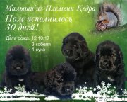 Превью фото № 231594