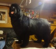 Превью фото № 231599