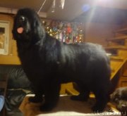 Превью фото № 231600