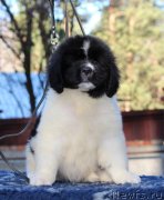 Превью фото № 231624