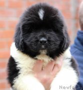 Превью фото № 231627