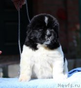 Превью фото № 231631