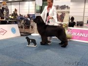 Превью фото № 231644