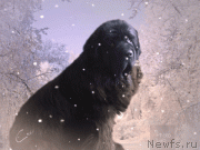 Превью фото № 231683