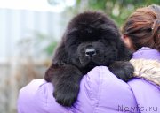 Превью фото № 231696