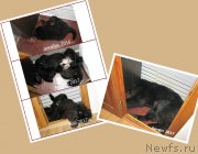 Превью фото № 231736