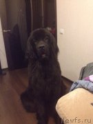 Превью фото № 231770