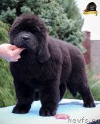 Превью фото № 231806