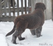 Превью фото № 231815