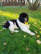 Превью фото № 231824