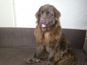 Превью фото № 231831